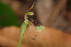 Chiloglottis seminuda
