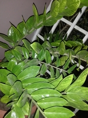 Zamioculcas