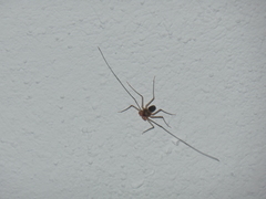 Paraphrynus raptator