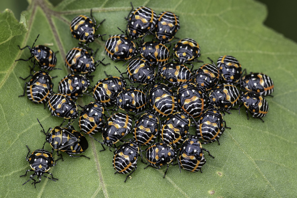 harlequin bug