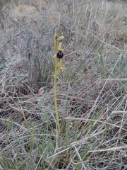 Ophrys sphegodes passionis