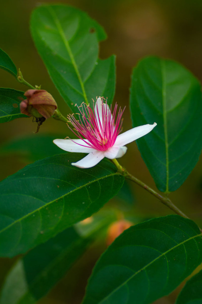 Ryania dentata