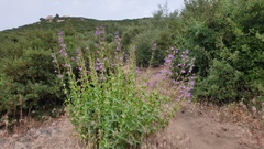 Penstemon spectabilis spectabilis
