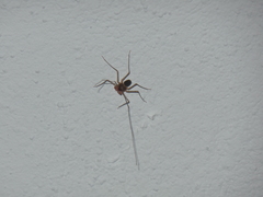 Paraphrynus raptator