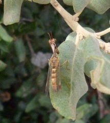 Mantispa styriaca