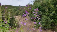 Penstemon spectabilis spectabilis