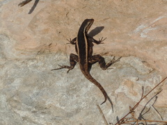 Sceloporus chrysostictus