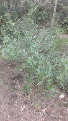 Phillyrea angustifolia