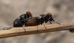 Physiphora alceae
