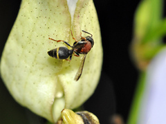 Ropalidia erythrospila