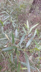 Phillyrea angustifolia