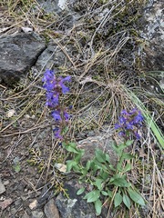 Penstemon pruinosus
