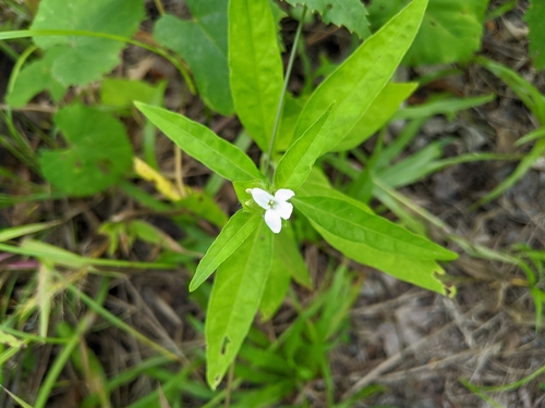 Yeatesia viridiflora image