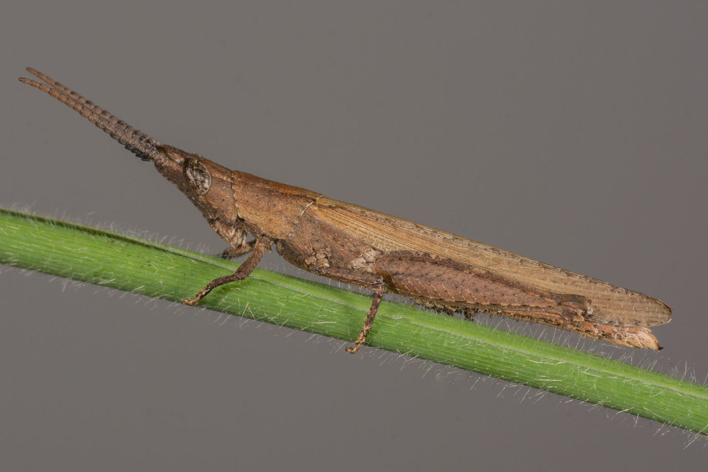 Machaeropoles rostratus rostratus