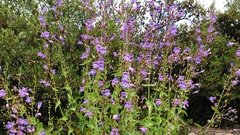 Penstemon spectabilis spectabilis