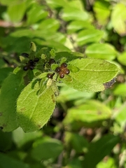 Lithospermum tuberosum