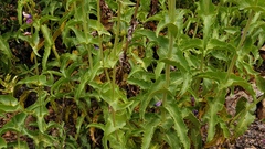 Penstemon spectabilis spectabilis
