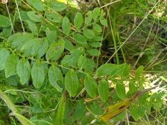 Lithospermum tuberosum