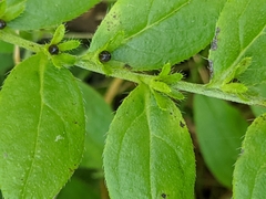 Lithospermum tuberosum