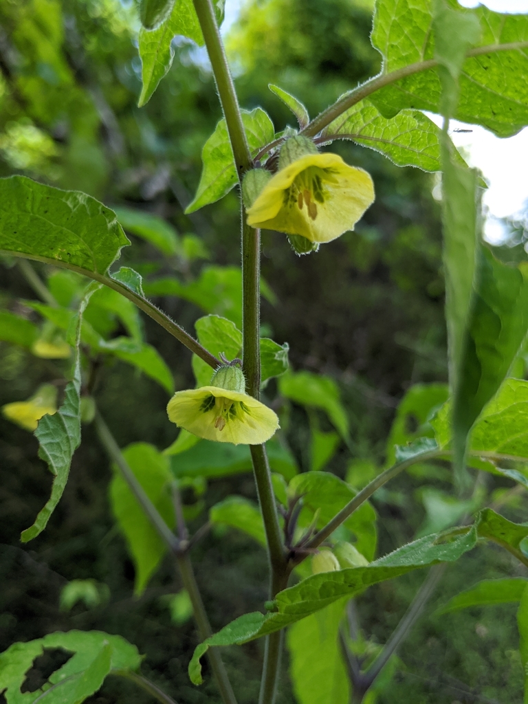 Calliphysalis