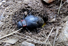 Physomeloe corallifer