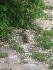 Sylvilagus floridanus