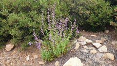 Penstemon spectabilis spectabilis