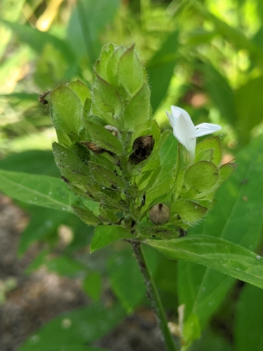 Yeatesia viridiflora image