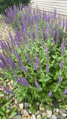 Salvia nemorosa