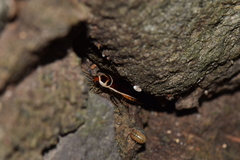 Pseudomops interceptus