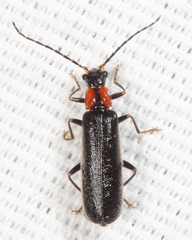 Rhagonycha excavata