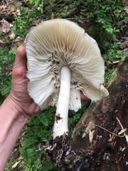 Megacollybia