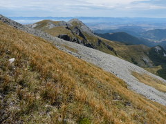 Marsippospermum gracile