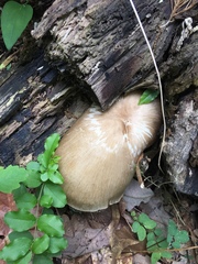 Megacollybia