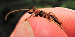 Cultellunguis larvalis