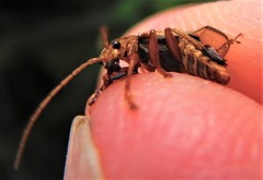 Cultellunguis larvalis