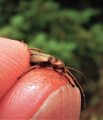 Cultellunguis larvalis