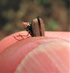 Cultellunguis larvalis