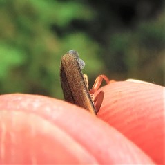 Cultellunguis larvalis