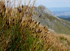 Marsippospermum gracile