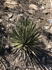Agave filifera