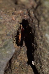 Pseudomops interceptus