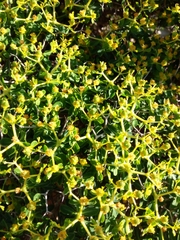 Euphorbia acanthothamnos