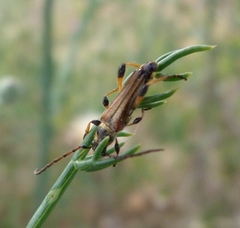 Stenopterus ater