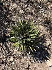 Agave filifera