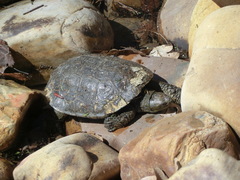 Mauremys leprosa leprosa