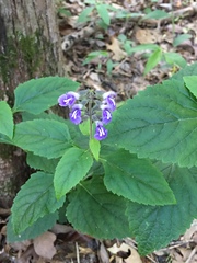 Salvia urticifolia