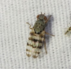 Pseudotephritina cribellum