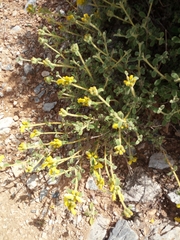 Phlomis lanata
