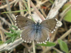 Pseudophilotes panoptes